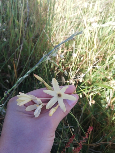 Image of Ixia paniculata by (c) Nadine Van Zyl, some rights reserved (CC BY)