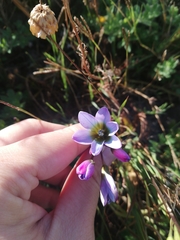 Ixia monadelpha