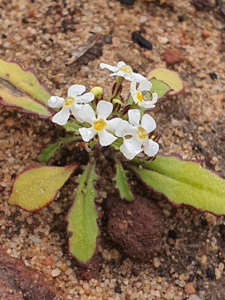 Polycarena exigua
