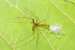 Tetragnatha