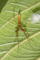 Tetragnatha