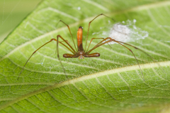 Tetragnatha