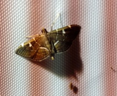 Lamprosema
