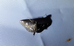 Lamprosema