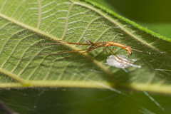 Tetragnatha
