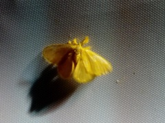 Dalceridae