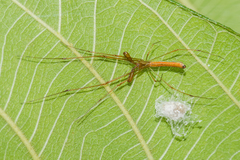 Tetragnatha