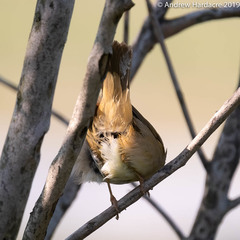 Phylloscopus schwarzi