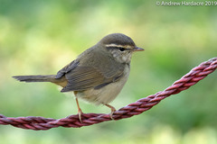 Phylloscopus schwarzi