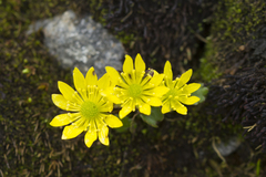 Oxygraphis polypetala