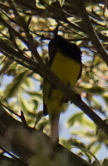 Cinnyris jugularis