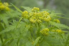 Jacobaea graciliflora