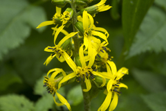 Ligularia