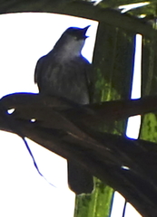 Pycnonotus goiavier