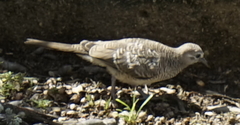 Geopelia striata