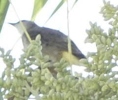 Pycnonotus goiavier