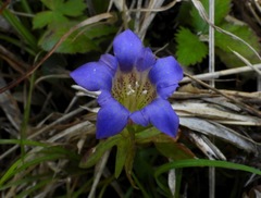 Gentiana scabra buergeri