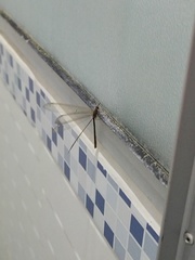 Myrmeleon
