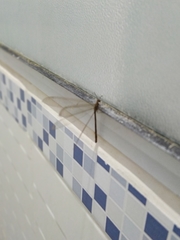 Myrmeleon