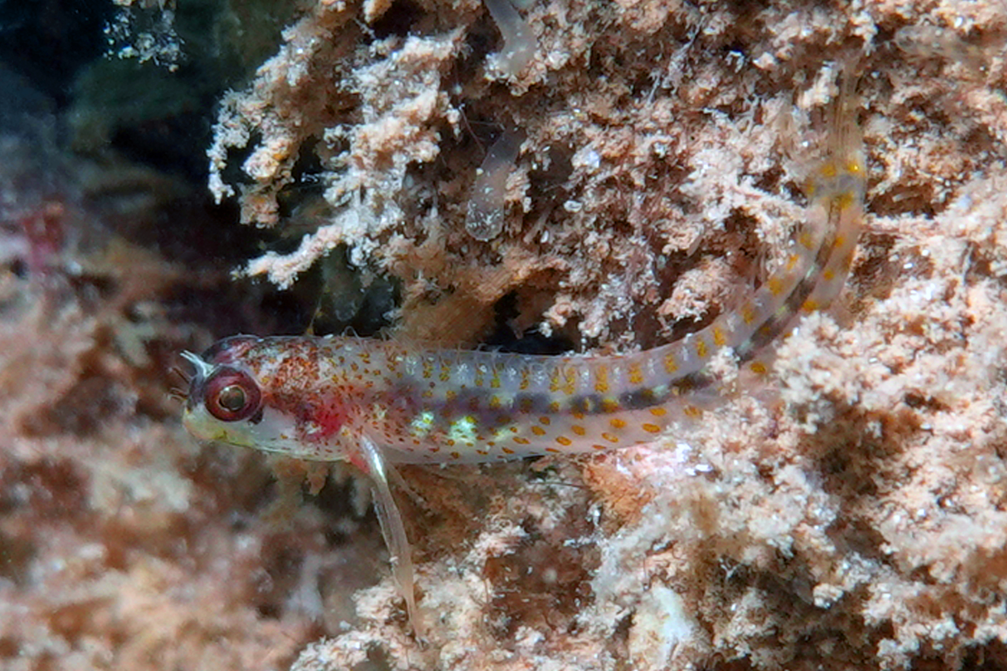 Spotty Blenny photo 8
