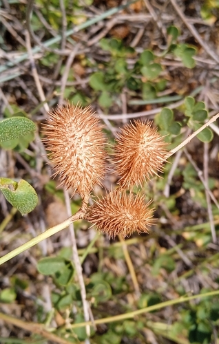 Glycyrrhiza triphylla (Glycyrrhiza triphylla)
