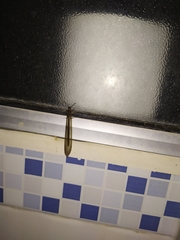 Myrmeleon