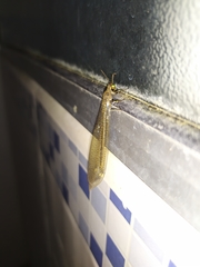 Myrmeleon