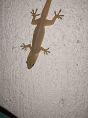 Hemidactylus