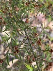 Pultenaea hispidula