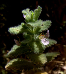 Teucrium scordium