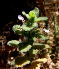 Teucrium scordium