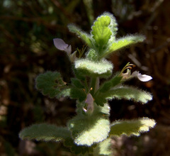 Teucrium scordium