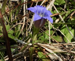 Gentiana scabra buergeri