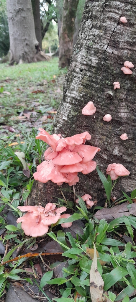 Pleurotus djamor · September 2025 · photo: © rafaperazzolo (iNaturalist, cc-by)