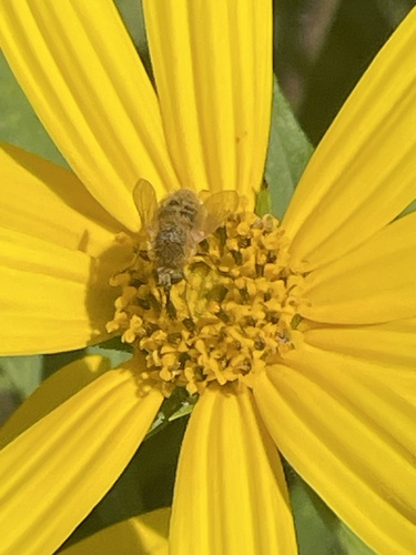 Aster Bee Fly photo 3