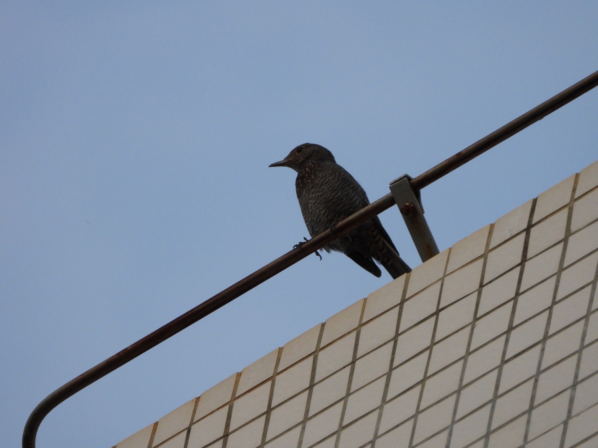 Blue Rock Thrush