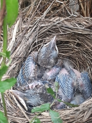 Turdus merula