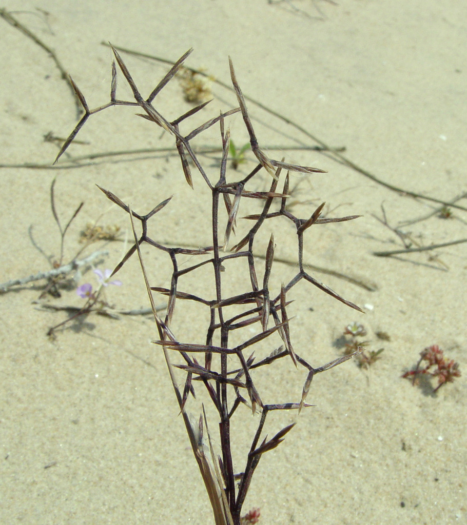 Cutandia memphitica