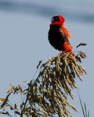 Euplectes franciscanus