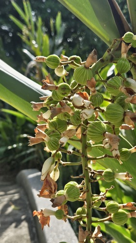 Alpinia zerumbet