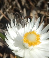 Trachylestes turneri