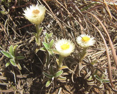 Helichrysum chionosphaerum