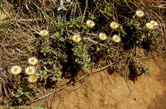 Helichrysum chionosphaerum