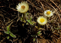 Helichrysum chionosphaerum