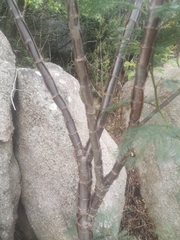 Heteromorpha arborescens abyssinica