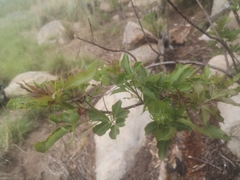 Heteromorpha arborescens abyssinica