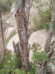 Heteromorpha arborescens abyssinica
