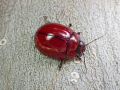 Paropsisterna rufobrunnea