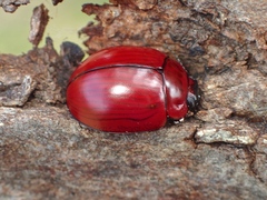 Paropsisterna rufobrunnea