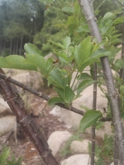 Heteromorpha arborescens abyssinica